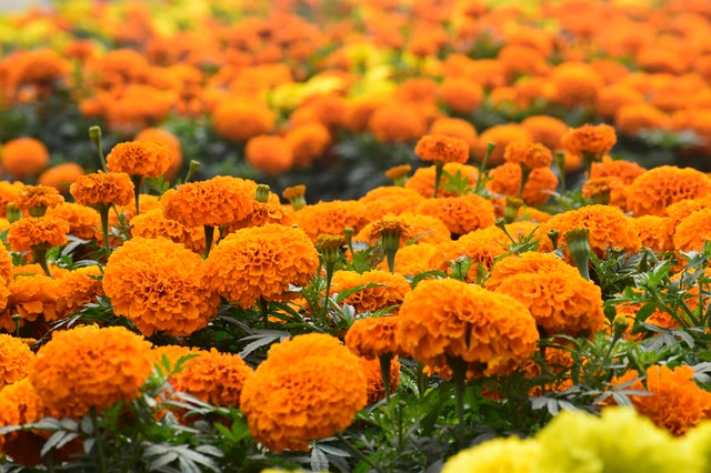5 Health Benefits Of Marigold Flower