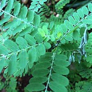 Gale Of The wind - Stonebreaker – Seed Under Leaf - Bhumi Amalki ...