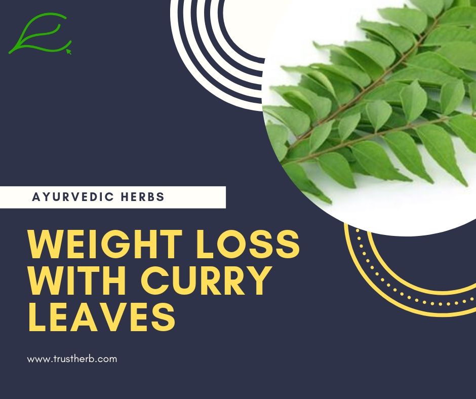 weight loss with curry leaves | Buy Ayurvedic Herbs & Products Online | Certified by Ayurveda Doctors | 100% genuine | Trustherb Ayurvedic products marketplace