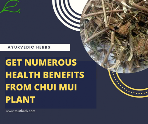 Health Benefits Of Chui Mui Plant | Ayurvedic Herbs online