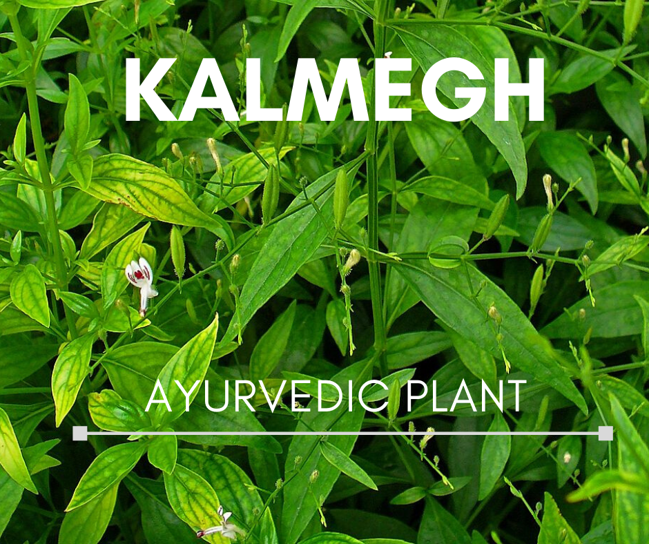 research articles on kalmegh