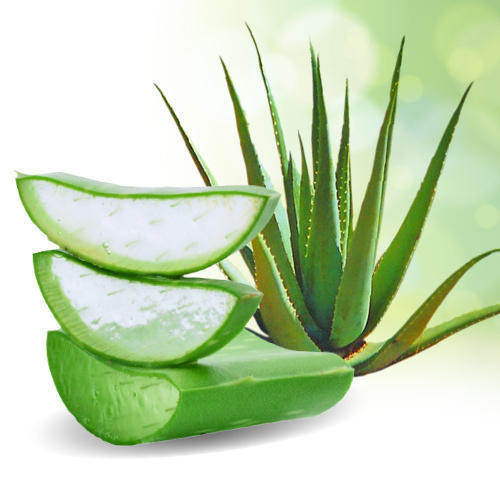 AloeVera - Gwarpatha - Aloe Barbadensis - Trust The Herb