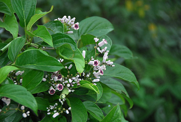 7 health benefits of chinese fever vine