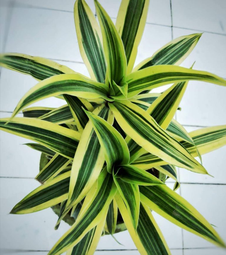 Dracaena Reflexa | Pleomele Live Plant | Trustherb