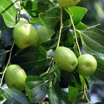 Ziziphus Jujuba | Ber Live Plant | Trustherb | Buy Ayurvedic herbs online