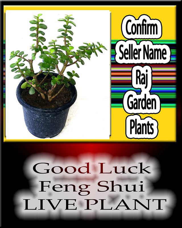 Raj Garden Plants Good Luck Feng Sui Plant - Money Plant - Luck Live