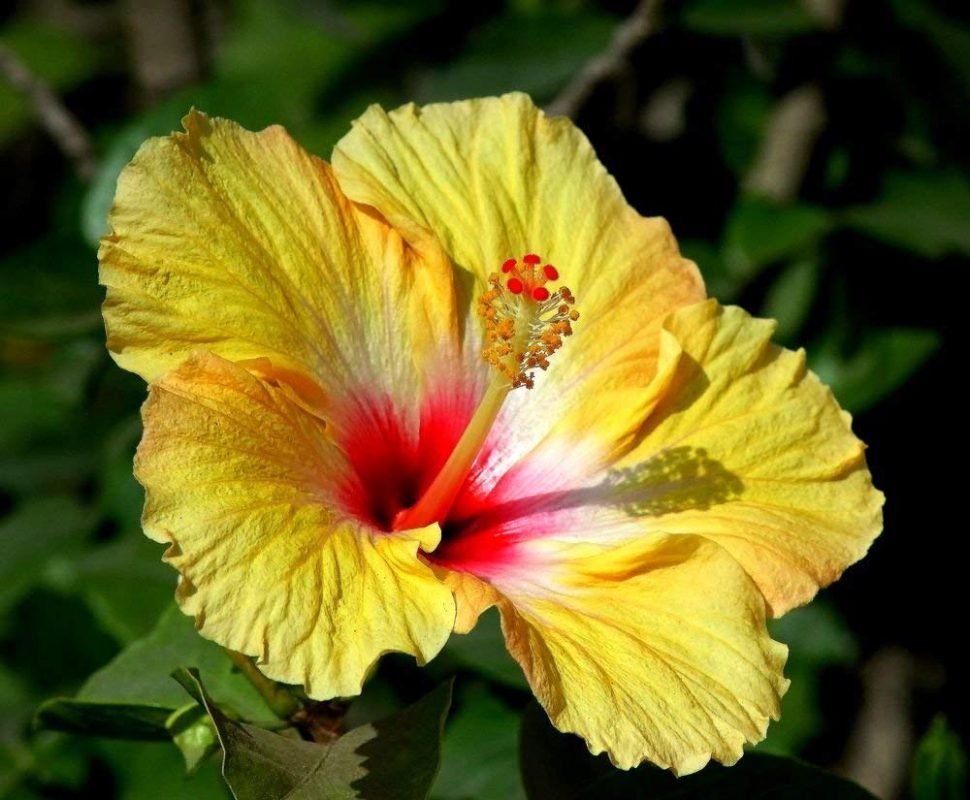 Raj Garden Plants Gudhal Yellow Live Plant Hibiscus Rosa
