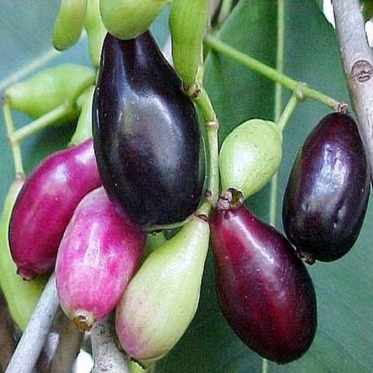 english name of jamun plant