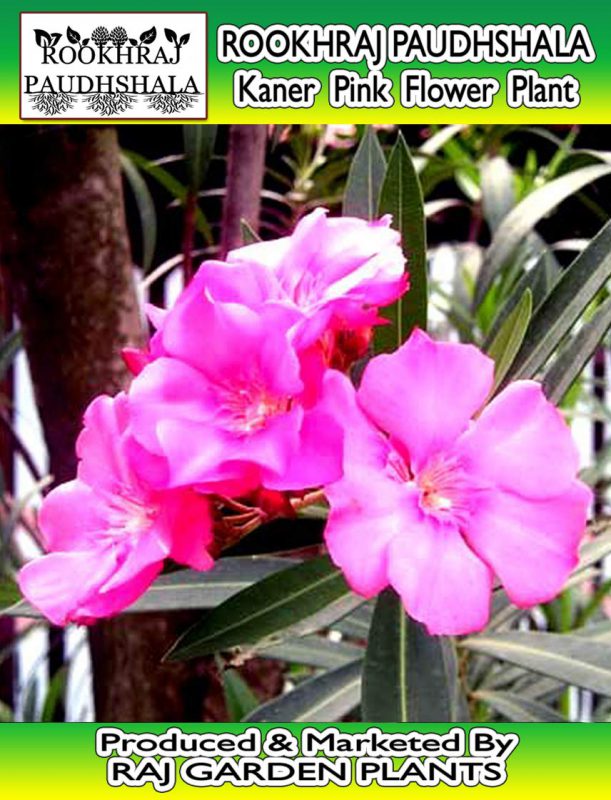 Kaner Plant Indian Oleander Pink Flower Nerium Indicum Trustherb