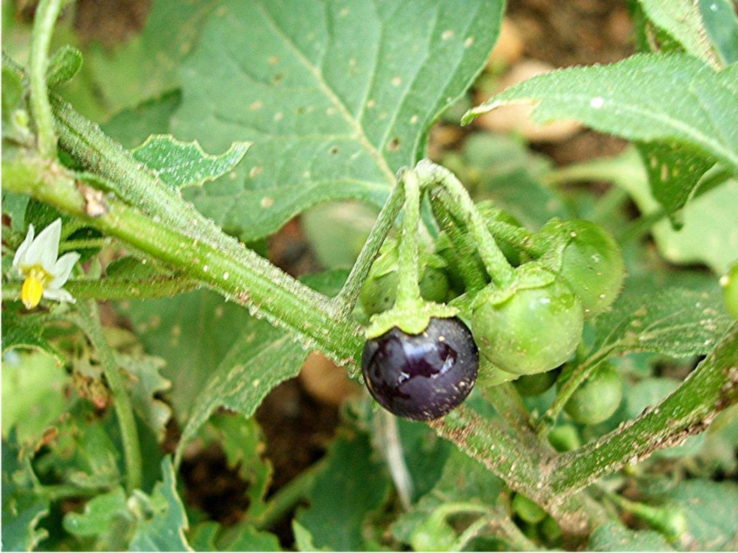 Raj Garden Plants Makoi Plant - Solanum Nigrum - Black Nightshade Live