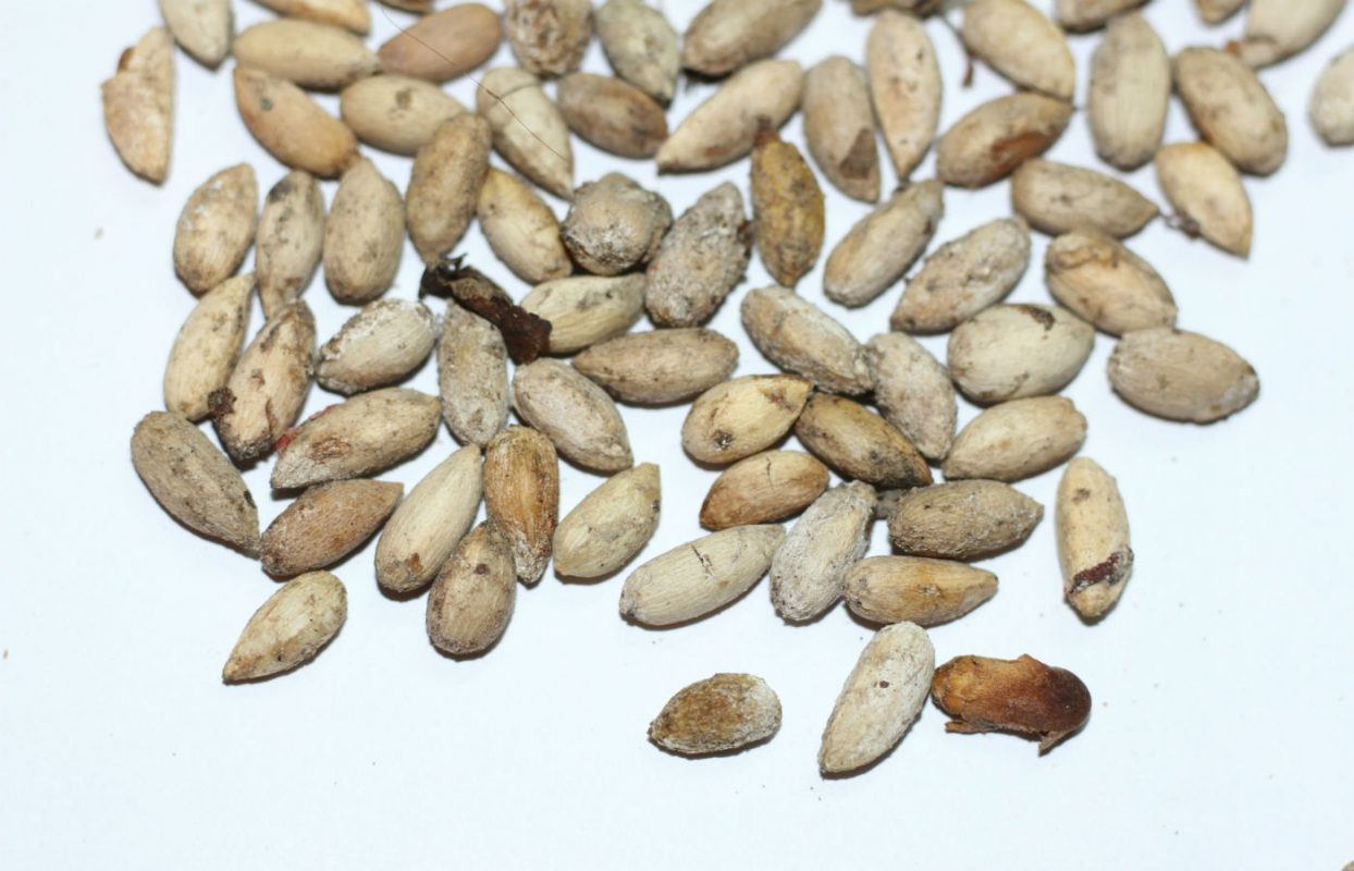 Neem Seeds For Planting