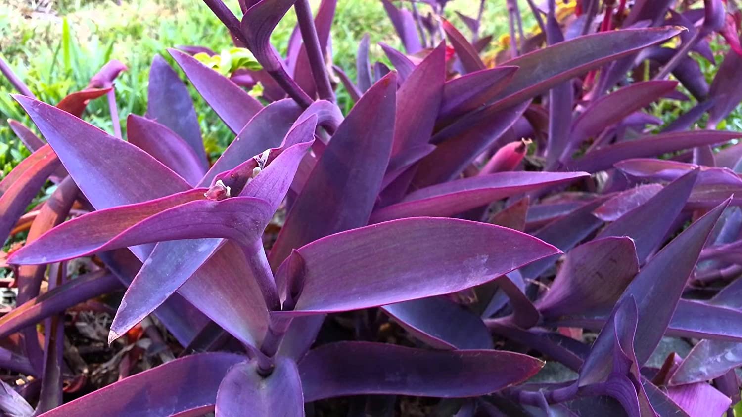 jew cuttings purple heart wandering tradescantia pallida purpurea