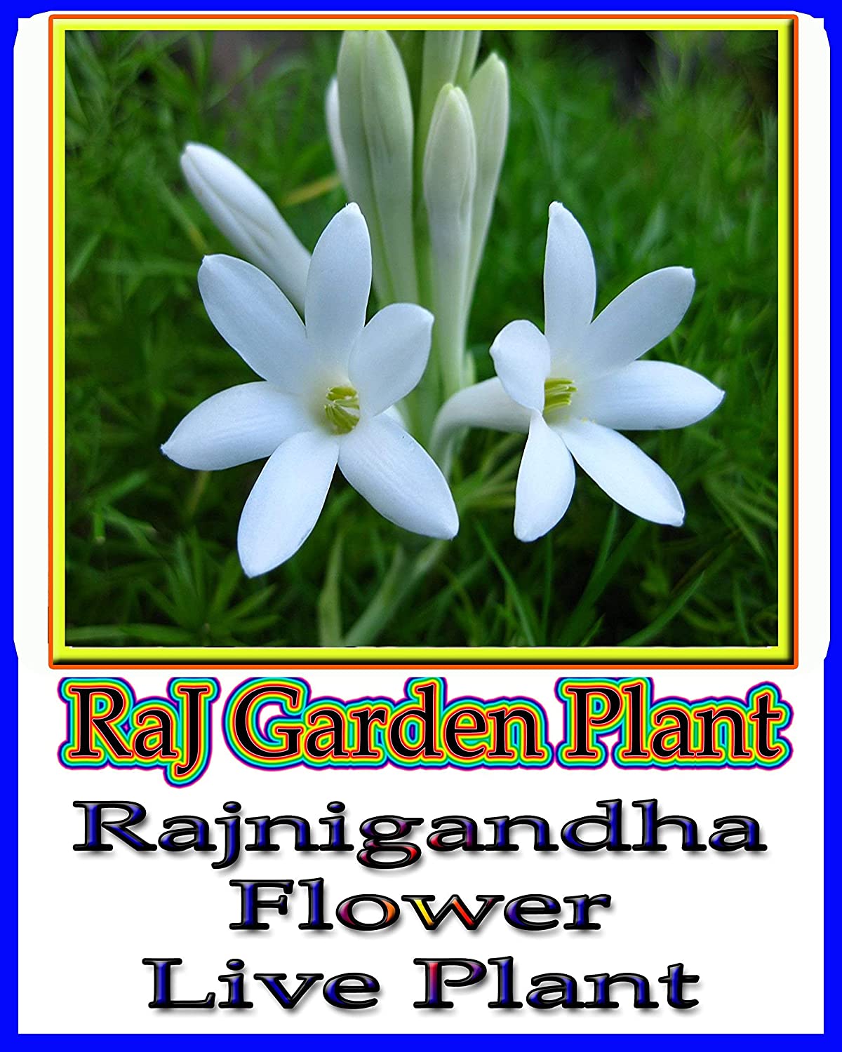 Rajnigandha Plant रजन गन ध