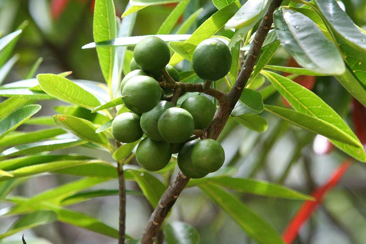 5 Mukhi Rudraksha Benefits