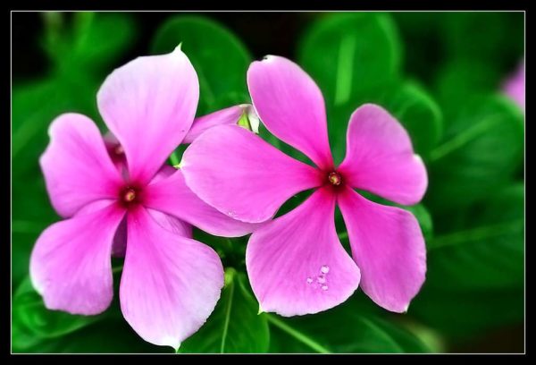 sadabahar-plant-periwinkle-vinca-rosea-trustherb