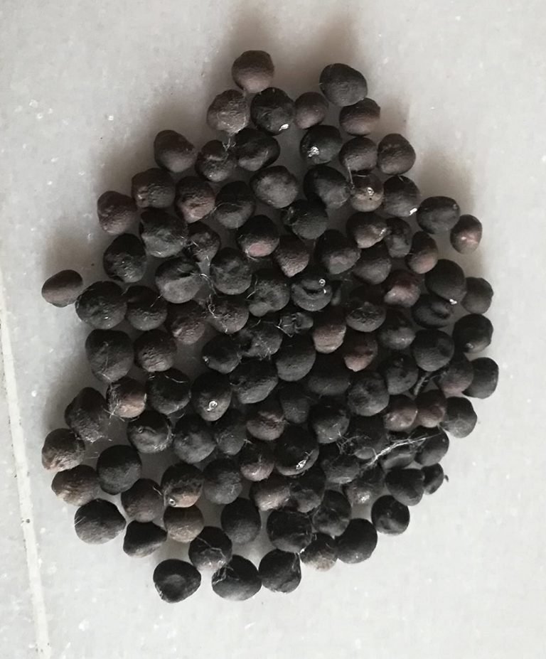 Semal Bombax Ceiba Cotton Tree Seeds Trustherb