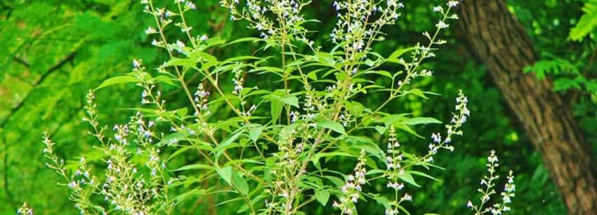 Health Benefits of Nirgundi Herb