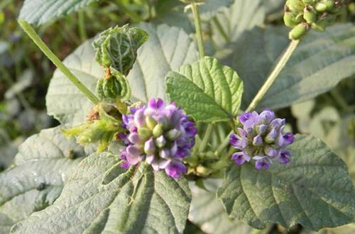 Babchi – Bakuchi - Psoralea Corylifolia - Trust The Herb