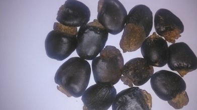 Bhilawa - Marking Nuts - Malacca Bean- Semecarpus Anacardium - Trust ...