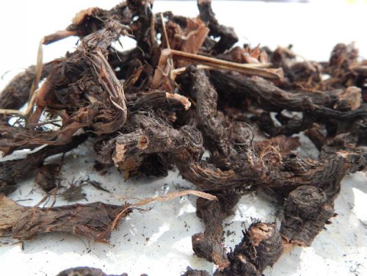 Nagarmotha Roots Benefits 