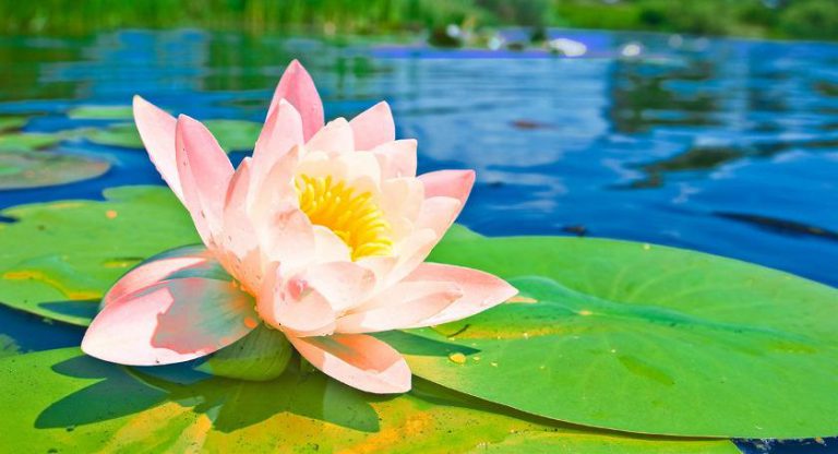 5 Health Benefits Of Indian Lotus Trustherb Ayurveda 0761