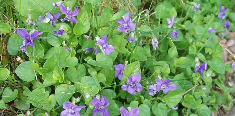 Health Benefits of Banfsha - Health Benefits of sweet-scented violet