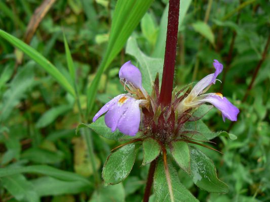 Health Benefits of Talmakhana