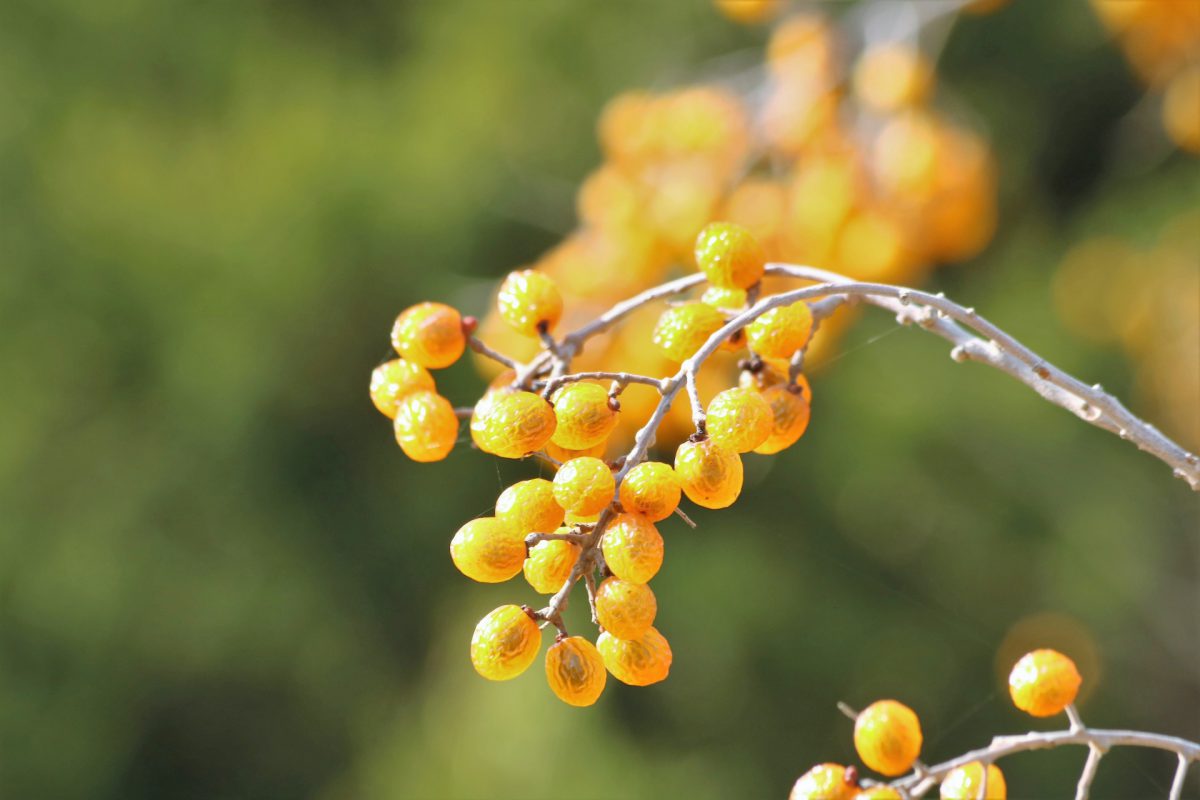 health benefits of Chinaberry tree