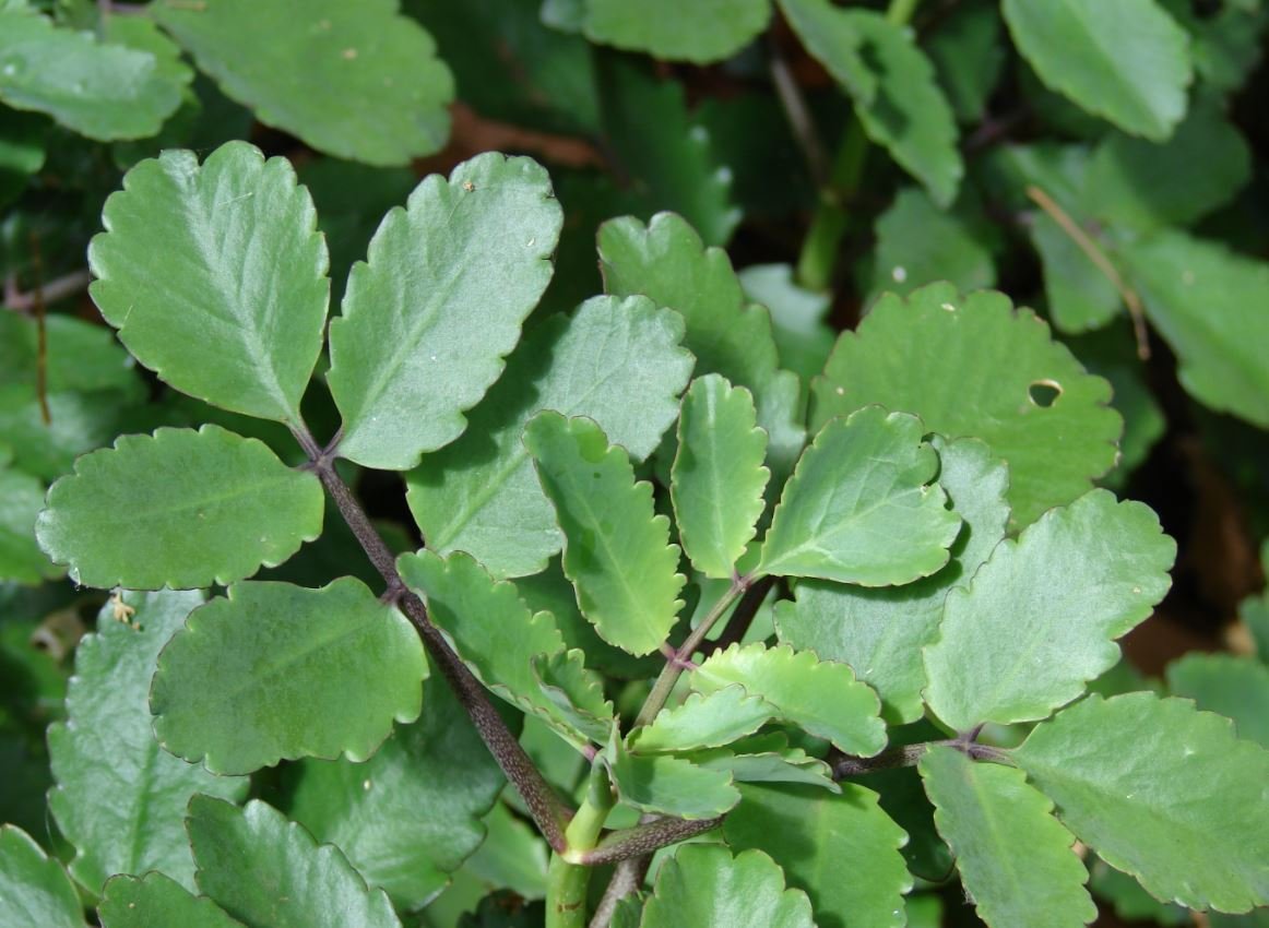 Patharchatta Plant Benefits & Medicinal Uses - Trustherb