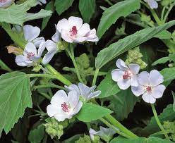 health benefits of Althaea Officinalis