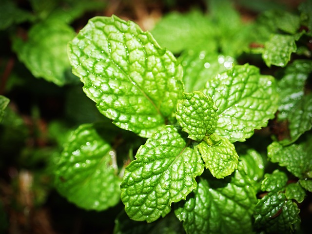 benefits of mint leaves