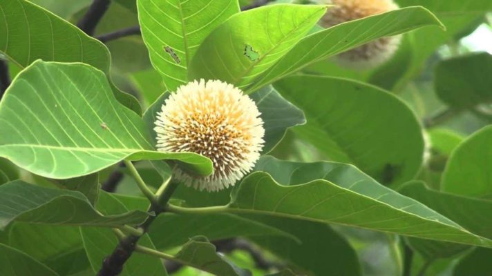 Neolamarckia cadamba health benefits