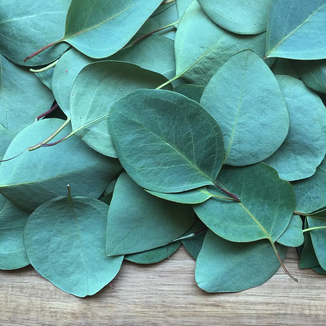 health benefits of Eucalyptus