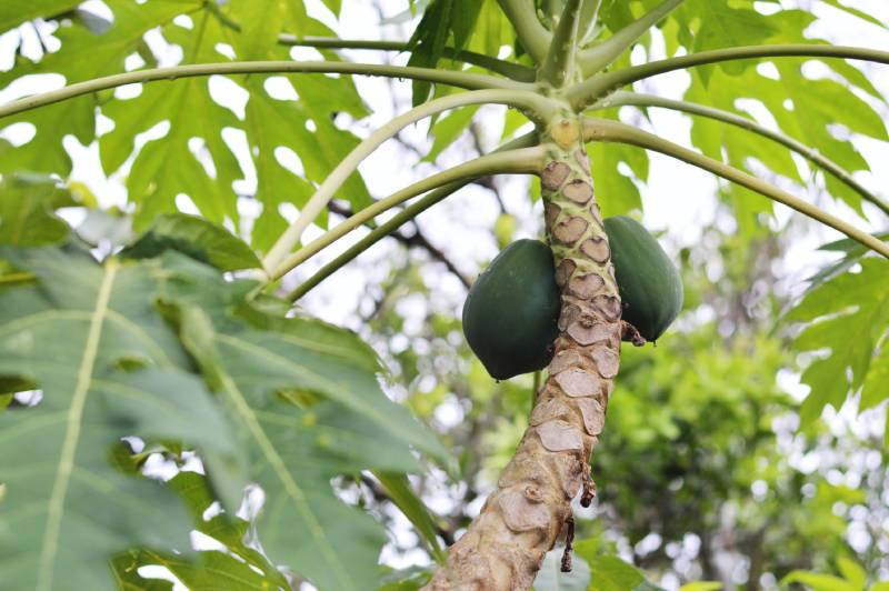 benefits of papaya leaf
