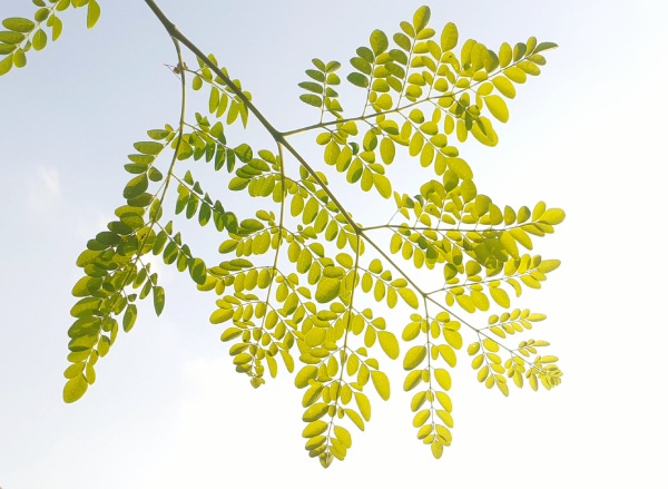 moringa leaves benefits