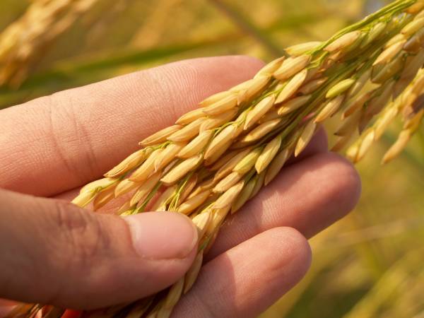 health benefits of barley