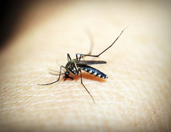 Natural home remedies for malaria