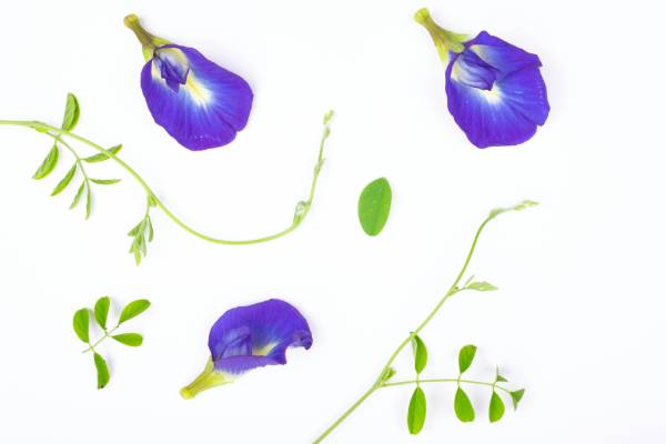 Blue Butterfly Pea Flower Benefits