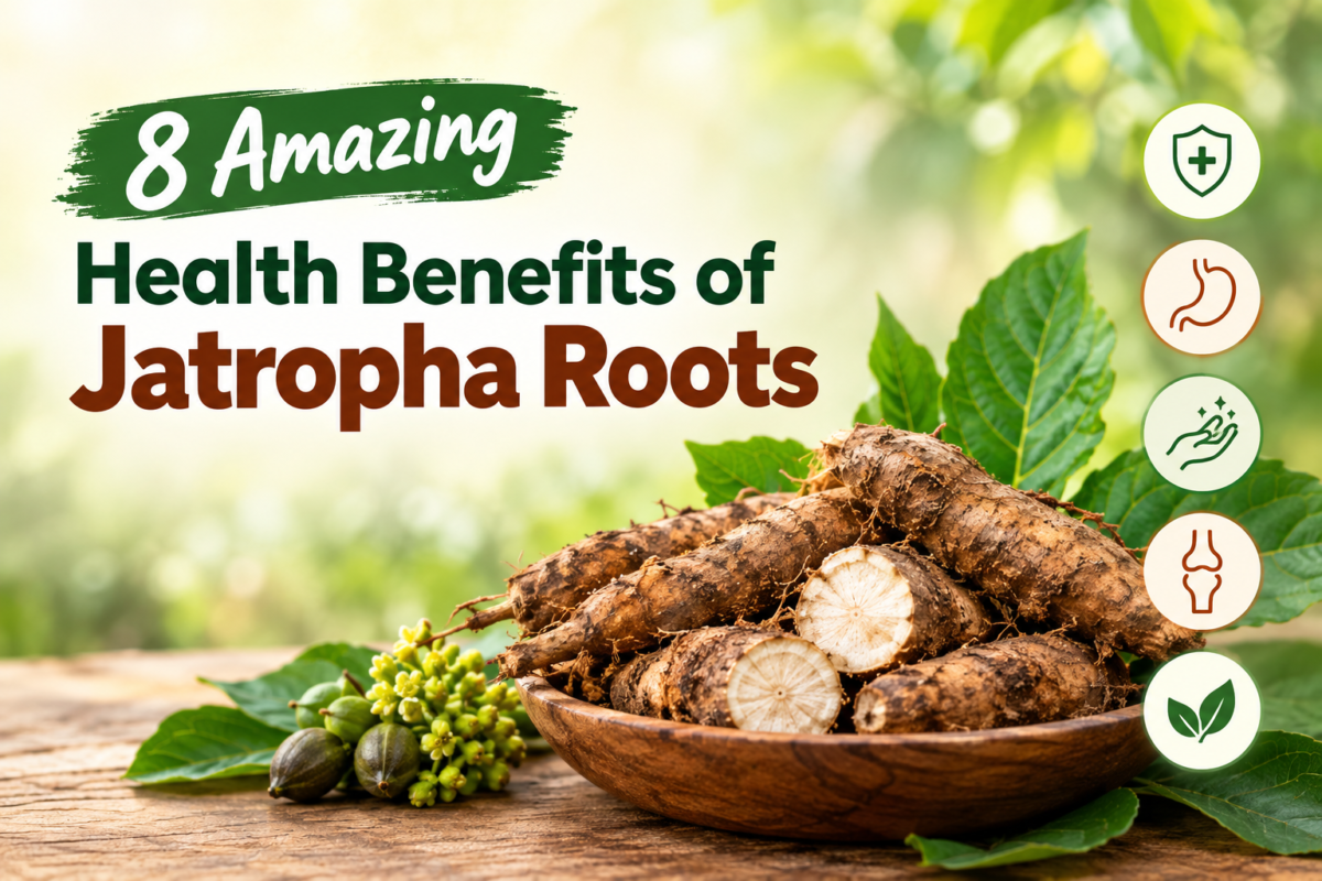 Health Benefits of Jatropha Roots