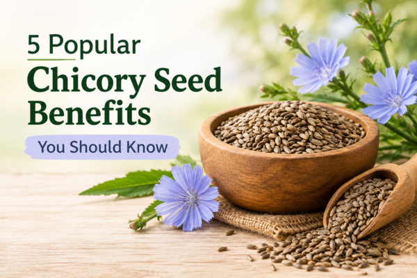 Chicory Seed Benefits